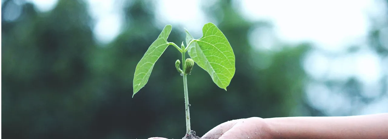 Start-up, TPE, PME : comment lancer sa démarche RSE ? 