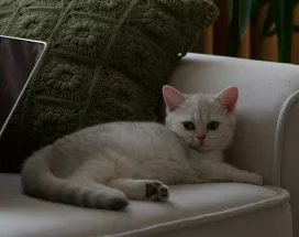 Quels sont les avantages du télétravail pour les salariés et employeurs ?